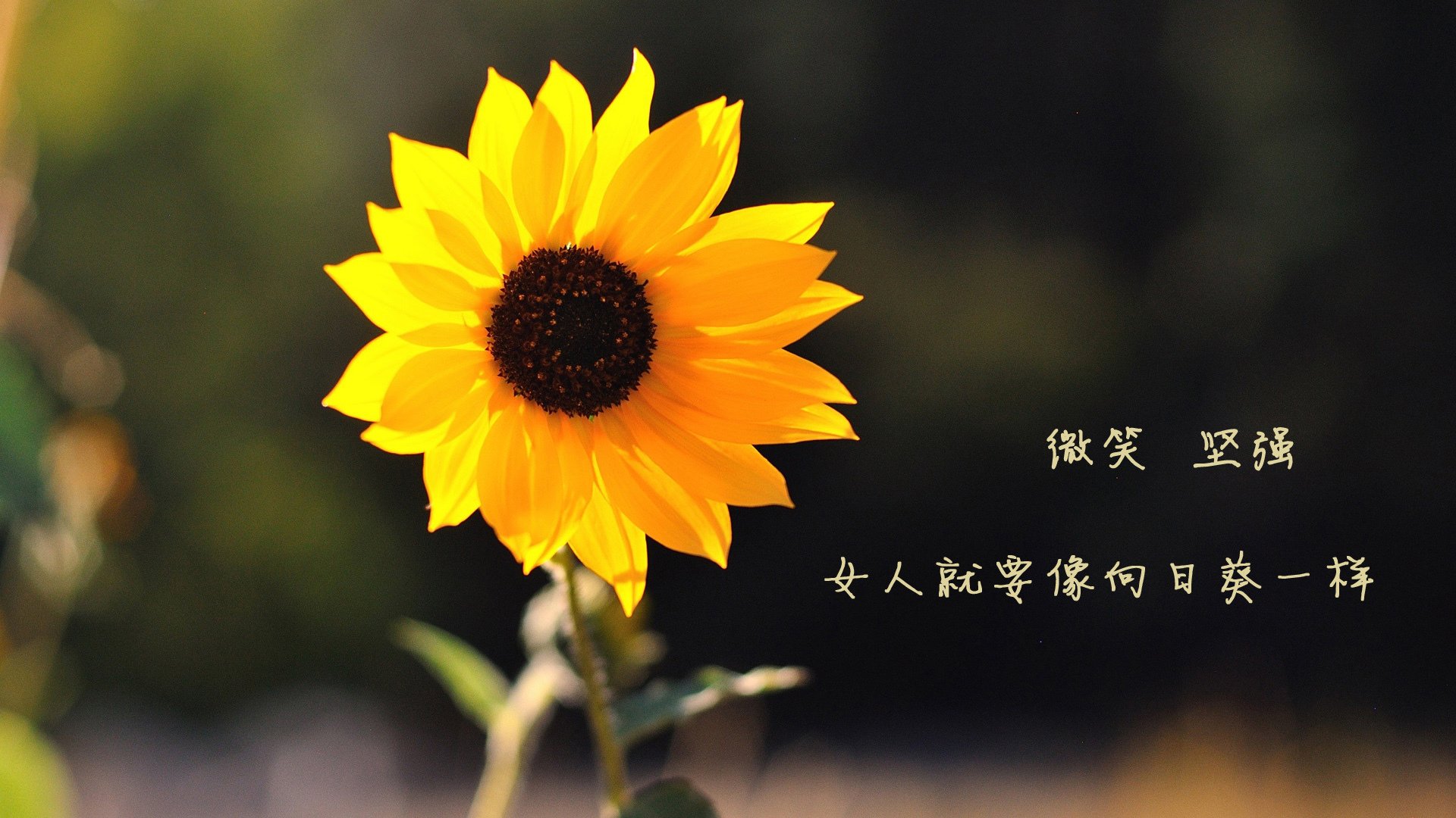 爱游戏 电竞-纽卡斯尔联主场2-0战胜曼联，伊萨克与乔林顿建功，纽卡斯尔联转会