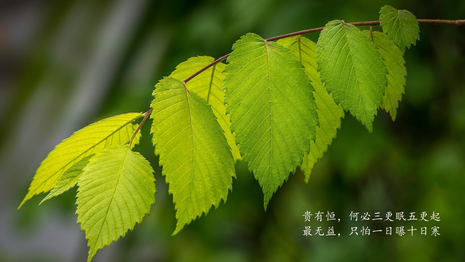 莱加内斯不敌塞维利亚，遭遇失利，莱加内斯球员名单