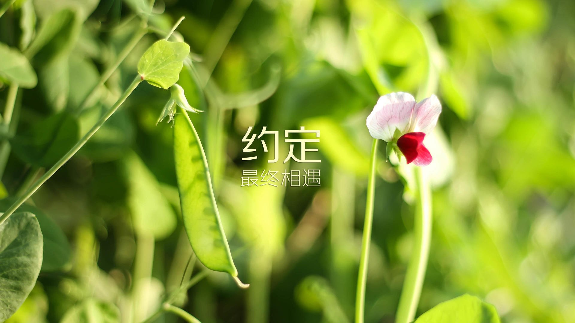 奇库诺娃蛙泳技术细腻,后程爆发力惊艳,库尼奇蛙